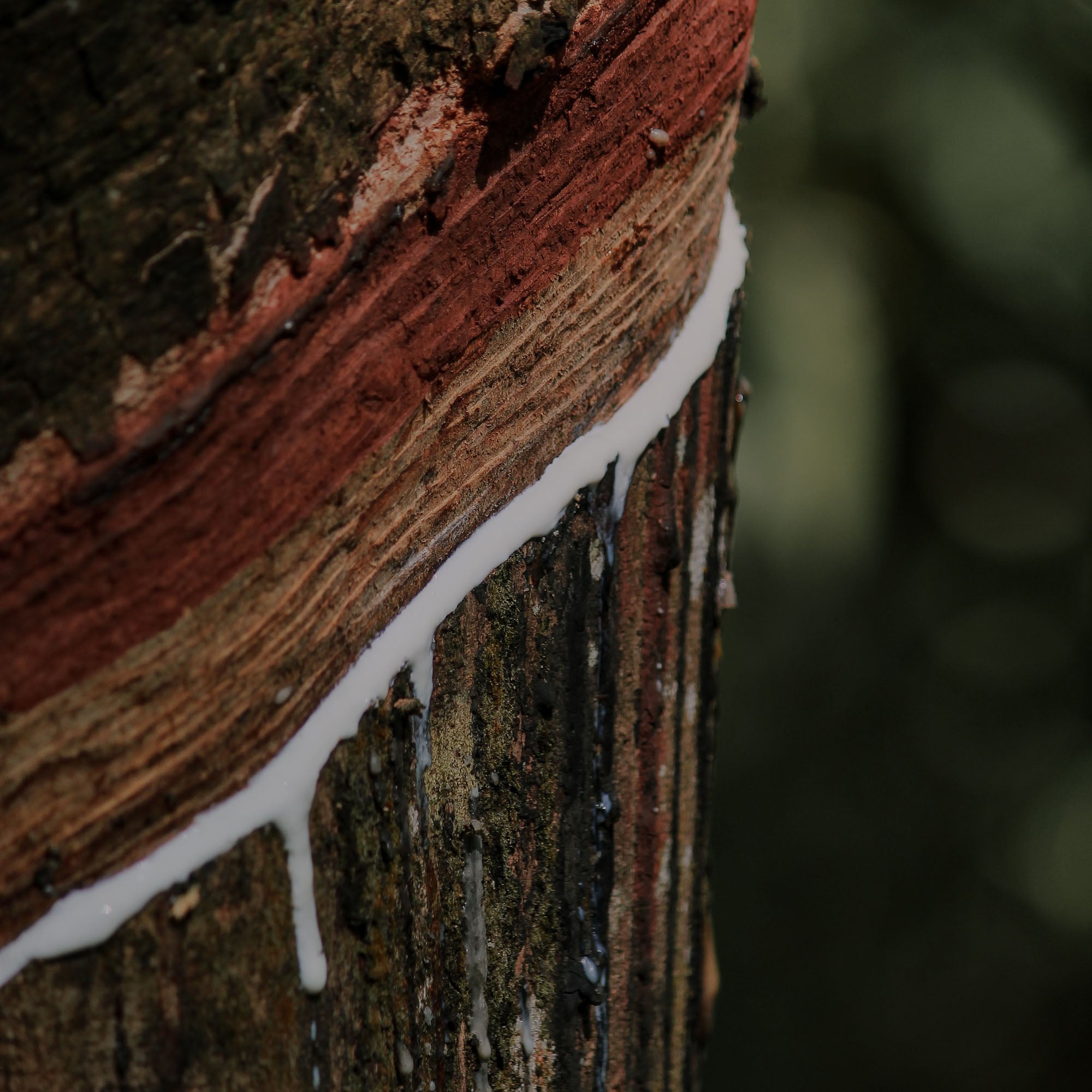 Raw Liquid Latex dripping from a rubber tree. The best natural glue for tufted rugs.